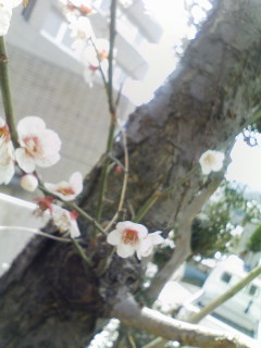 なんの花でしょう?.jpg